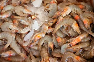 Decoding the Shrimps Is Bugs Mystery