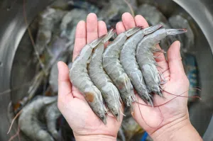Zebra Shrimp