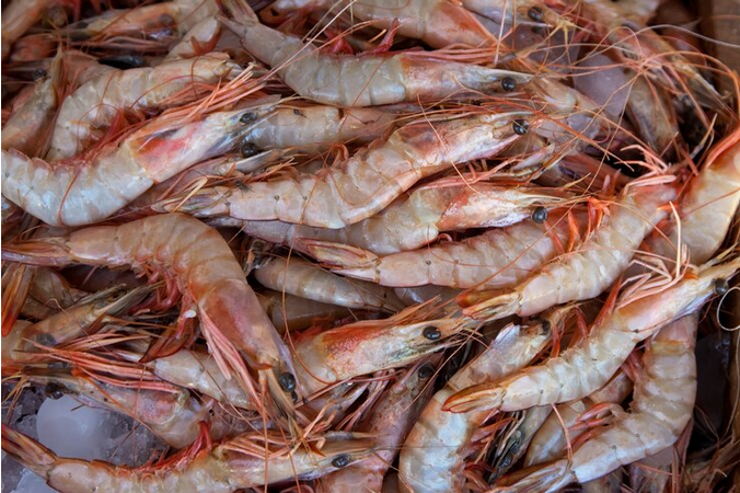 Dive into the fascinating realm of tiger shrimp – unraveling biology, culinary uses, and global impact for a delightful journey
